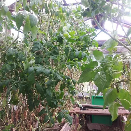 Fairtopia - Kunst & Kulturheilstaette *