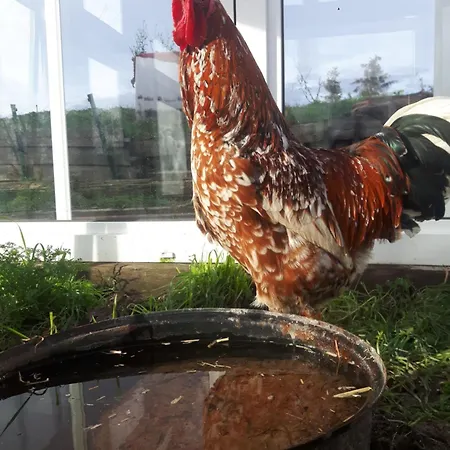 Fairtopia - Kunst & Kulturheilstaette Camping *