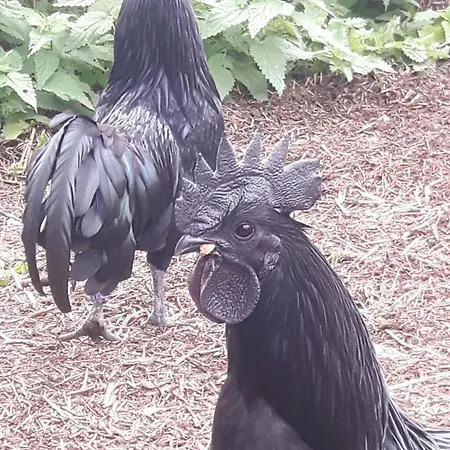 Fairtopia - Kunst & Kulturheilstaette Camping