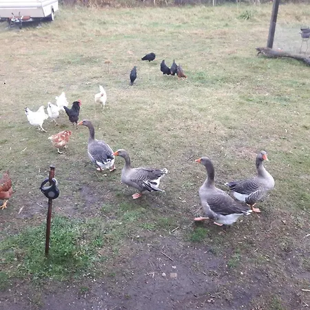 Fairtopia - Kunst & Kulturheilstaette Camping Grafenhainichen