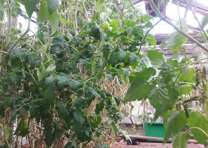 Fairtopia - Kunst & Kulturheilstaette *