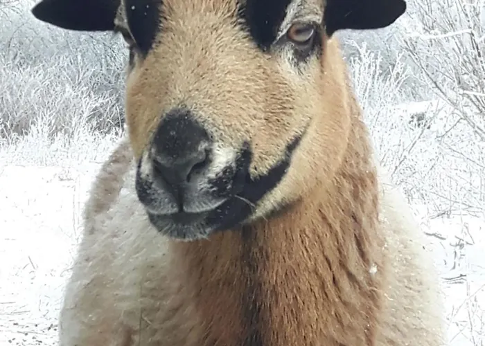 Fairtopia - Kunst & Kulturheilstaette Kemping Gräfenhainichen