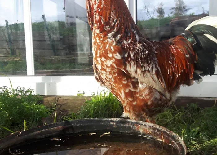 Fairtopia - Kunst & Kulturheilstaette Campeggio *