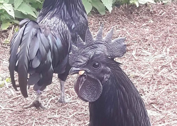 Fairtopia - Kunst & Kulturheilstaette Kemping